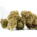 Fresh Inferno THCA Flower buds with dense green structure, covered in trichomes and highlighted by subtle orange pistils