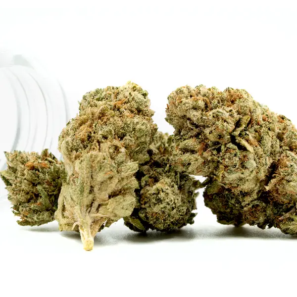 Fresh Inferno THCA Flower buds with dense green structure, covered in trichomes and highlighted by subtle orange pistils