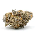 Jealousy THCA Flower bud with deep purple and green colors, coated in frosty trichomes and bright orange pistils for a vibrant appearance