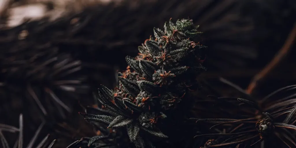 Close-up of a Northern Lights cannabis bud, covered in frosty trichomes and vibrant orange pistils, with dark green leaves.