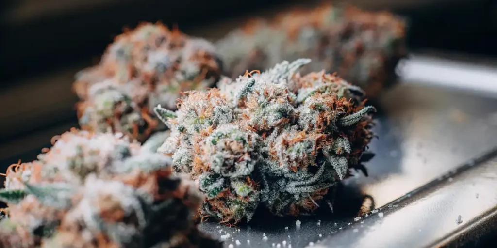 Close-up of a Pink Rozay cannabis flower, covered in frosty trichomes and highlighted by vibrant pink and purple hues.