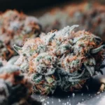 Close-up of a Pink Rozay cannabis flower, covered in frosty trichomes and highlighted by vibrant pink and purple hues.