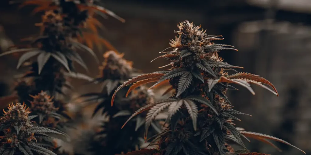 Close-up of cannabis buds with reddish leaves, showing detailed texture and trichomes in a grow room.