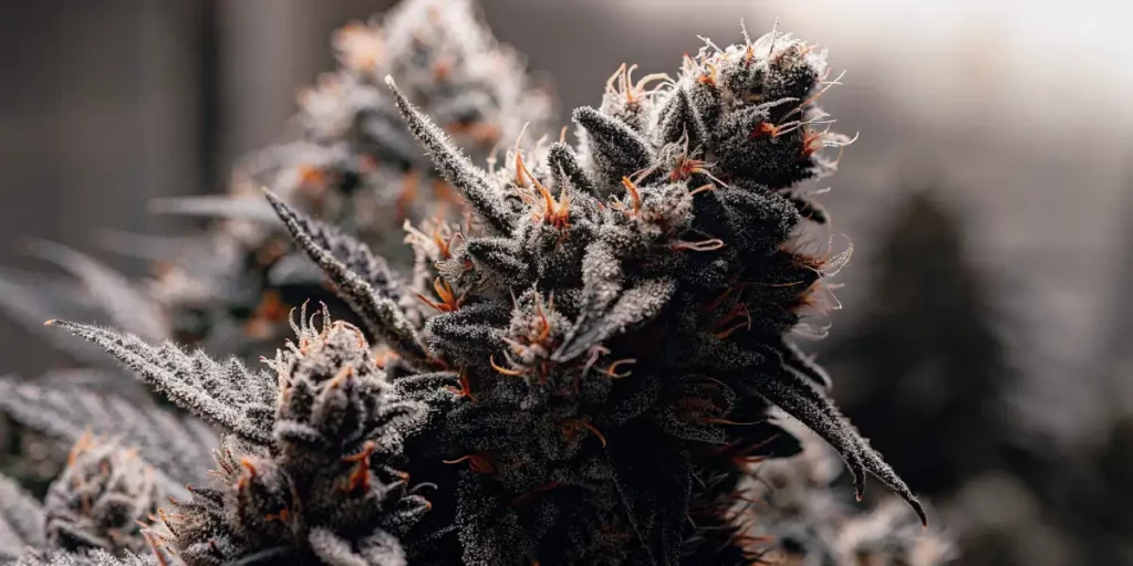 Close-up of a rotting cannabis plant showing dark, shriveled buds covered with white trichomes.