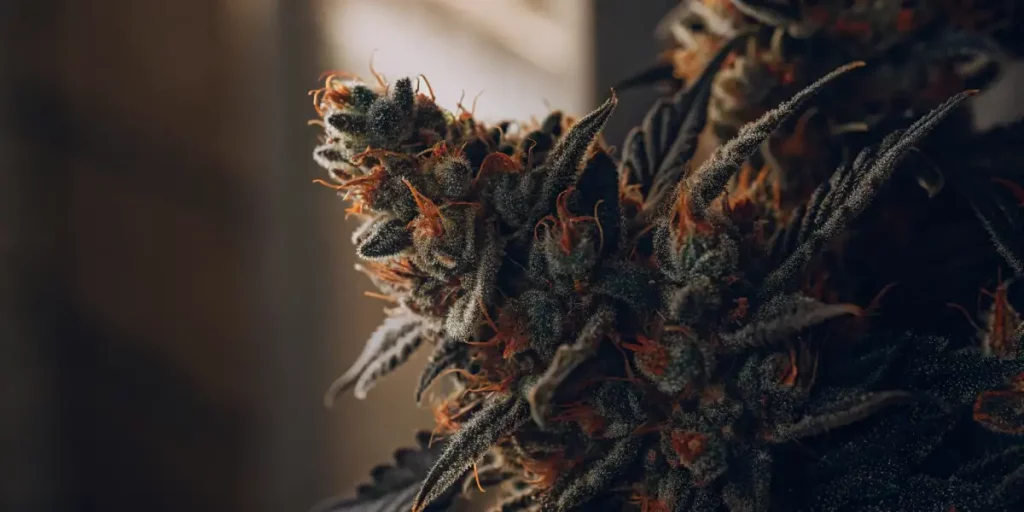 Isolated image of a decaying cannabis plant, with dried buds and brownish-orange pistils.