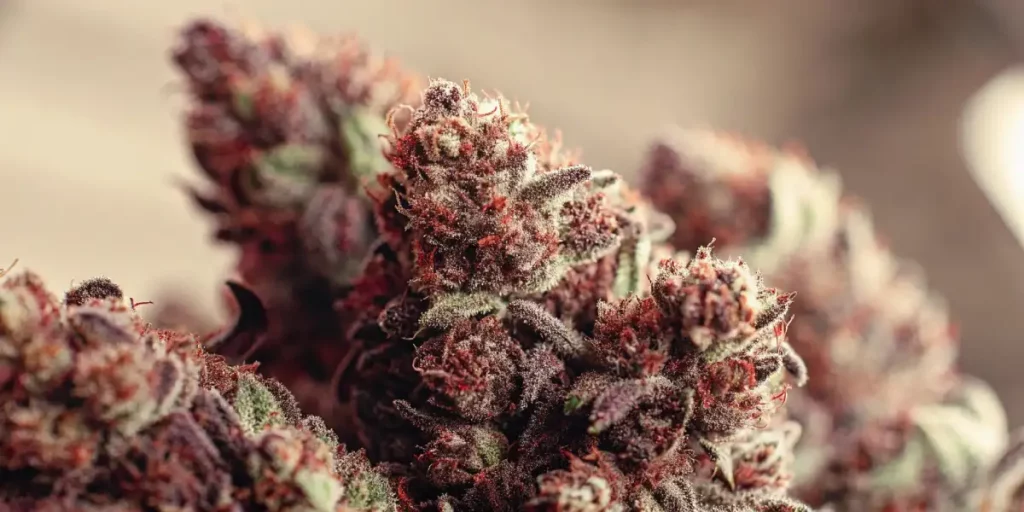 Detailed shot of Runtz cannabis buds showcasing dense trichomes and deep purple hues.