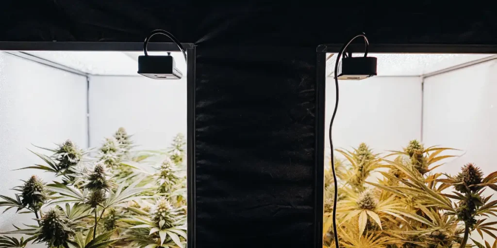 Hyper-realistic indoor cannabis grow room featuring two separate grow tents with different color-hued cannabis plants under bright lights.