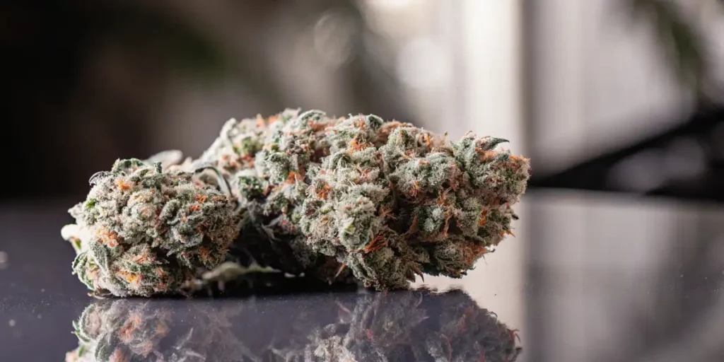 Sugar Cane cannabis bud on a glossy surface, covered in resinous trichomes with vibrant orange pistils