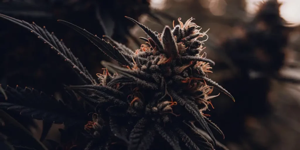 A Super Skunk cannabis plant showing large buds with trichomes and vibrant leaves in a grow room.