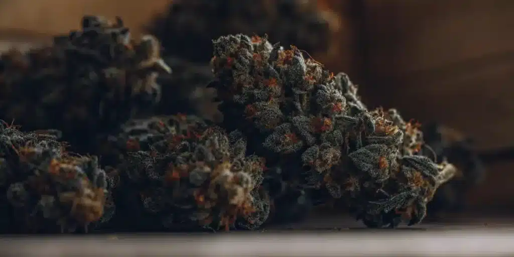 Close-up of sweet cannabis buds covered with orange pistils and a frosty layer of trichomes.