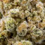 Close-up of THC crystals on cannabis buds, showing potency.