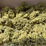 High-quality THCA cannabis flowers displayed on clearance, showcasing vibrant buds with visible trichomes.