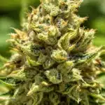 Close-up of cannabis buds, comparing the crystal density of THC and THCP-rich strains.