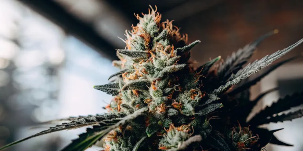 A thick cannabis bud with prominent trichomes and rich green leaves, surrounded by soft light in a well-lit indoor environment.