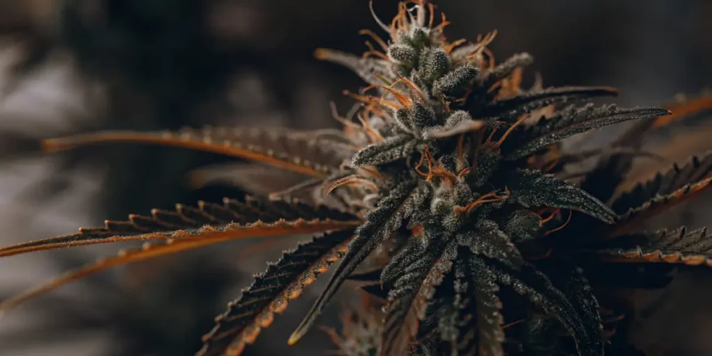 Close-up of a White Runtz cannabis bud with frosty trichomes and vibrant orange pistils.