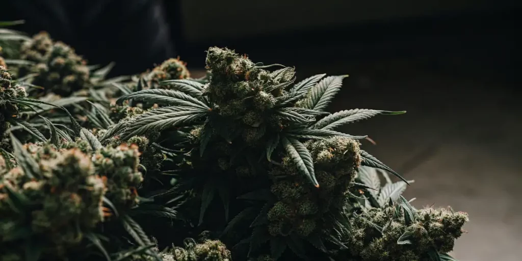 Close-up of a White Runtz cannabis bud with crystal-like trichomes and orange pistils