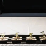 Cannabis clones under PPFD grow lights in a high-tech indoor cultivation setup.