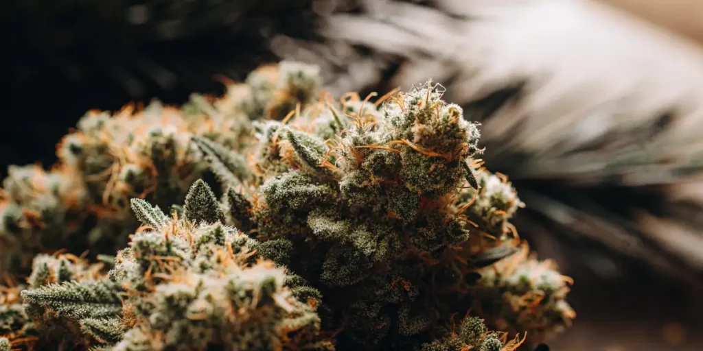 Close-up of a frosted cannabis bud with orange pistils and a thick layer of trichomes on dark foliage.