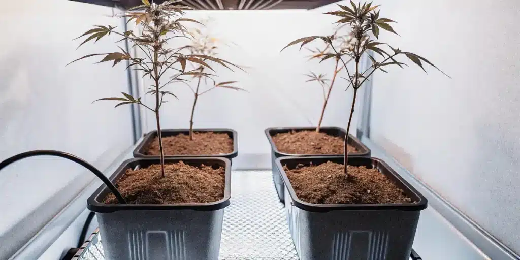 Early vegetative cannabis plants in an indoor grow tent with drip irrigation system.