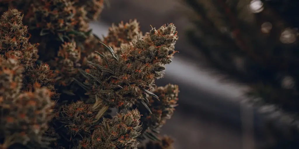 Close-up of Larry OG cannabis buds with vibrant orange pistils and trichomes.