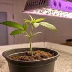One week old cannabis seedling growing in soil under LED grow light