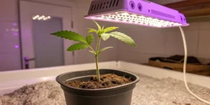 One week old cannabis seedling growing in soil under LED grow light