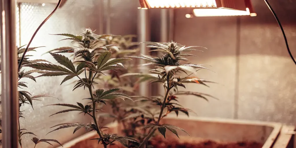 Cannabis plant with purple leaves and dense buds under bright lighting.