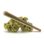 Baccio pre-roll positioned on dense, frosty cannabis buds with bright orange pistils.