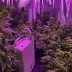 Grow room with cannabis plants and dehumidifier to manage humidity and prevent mold