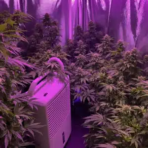 Grow room with cannabis plants and dehumidifier to manage humidity and prevent mold