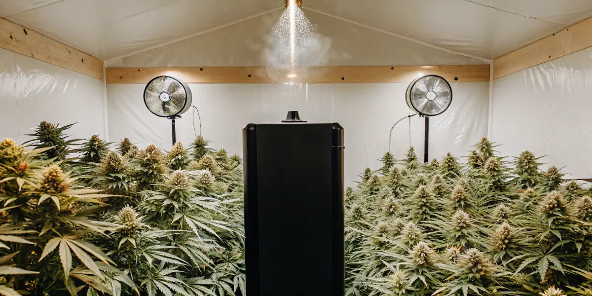 Hyper-realistic indoor cannabis grow room: black humidifier spraying mist between rows of lush cannabis plants, with fans.