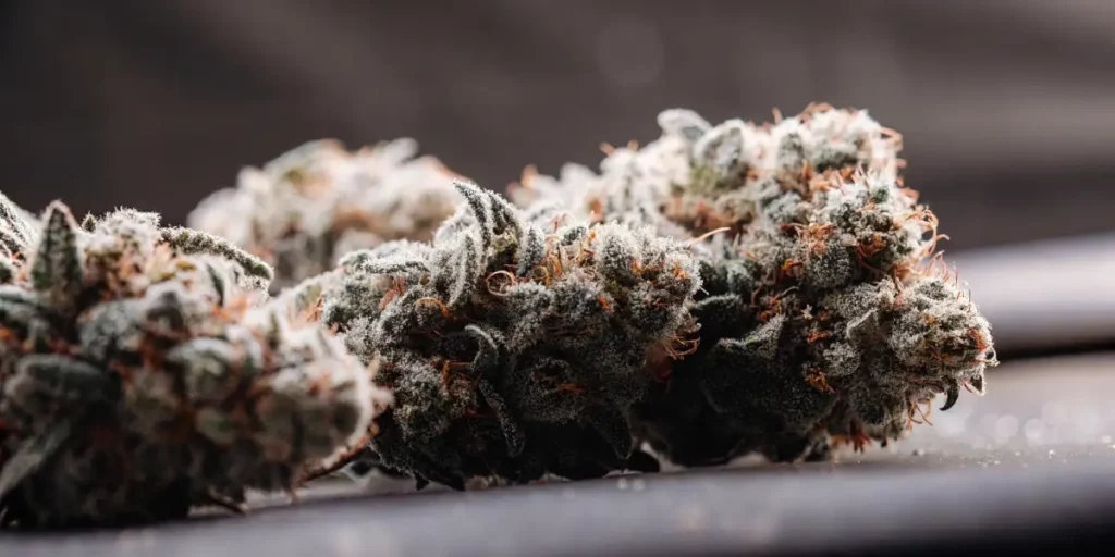 Cluster of cannabis buds covered in frosty trichomes and orange pistils resting on a dark surface.