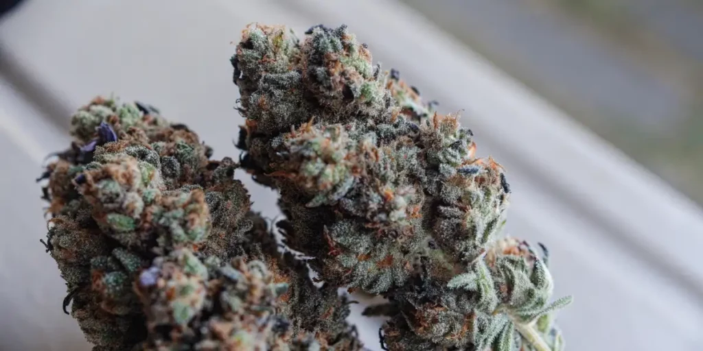 Close-up of cannabis buds with purple hues, trichomes, and orange pistils set against a natural background.