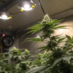 Hyper-realistic illustration of a cannabis plant with buds, under grow lights, with a digital control panel on the wall in a grow room.