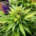 Cannabis plant with leaves turning light green and yellow tips, possibly due to nutrient deficiency.