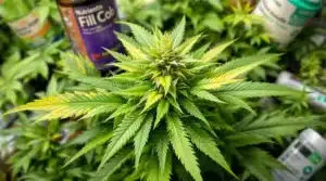 Cannabis plant with leaves turning light green and yellow tips, possibly due to nutrient deficiency.