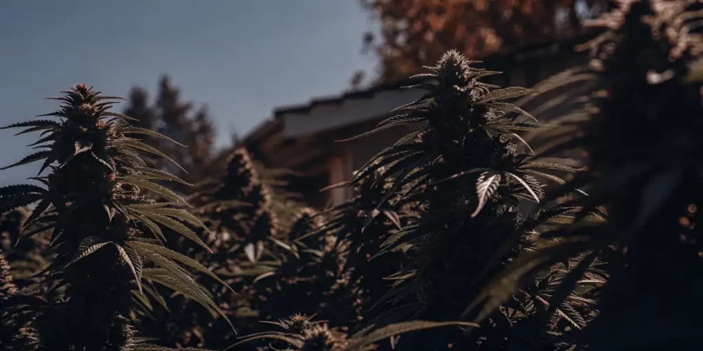 Cannabis plants silhouetted against the evening sky with sunlight filtering through.