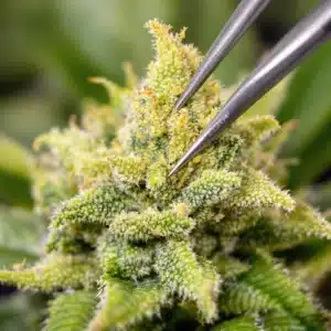 High-yield cannabis pollen being collected from a male Big Bud plant with precision tools
