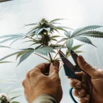 Hyper-realistic close-up of hands using pruning shears to trim an autoflower cannabis plant against a bright background.