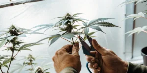 Hyper-realistic close-up of hands using pruning shears to trim an autoflower cannabis plant against a bright background.