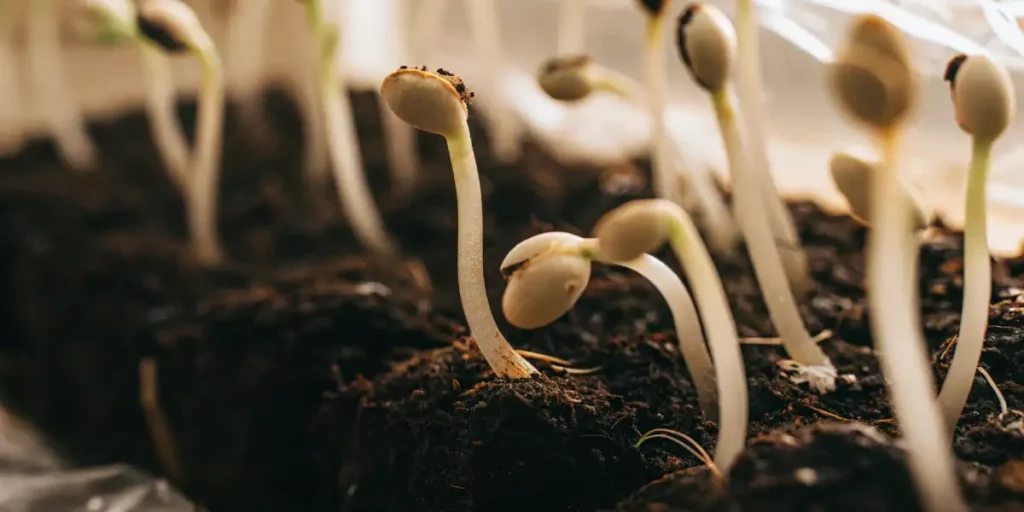 Cannabis seedlings emerging from soil with their first leaves, surrounded by seeds.