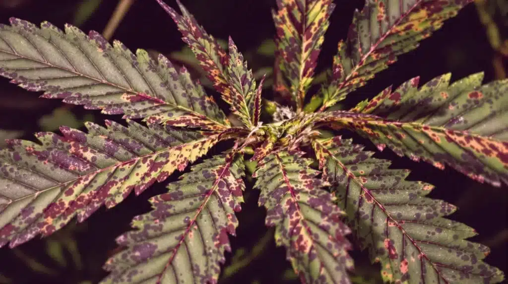 Cannabis leaf showing purple and brown spots due to phosphorus deficiency.