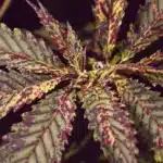 Cannabis leaf showing purple and brown spots due to phosphorus deficiency.