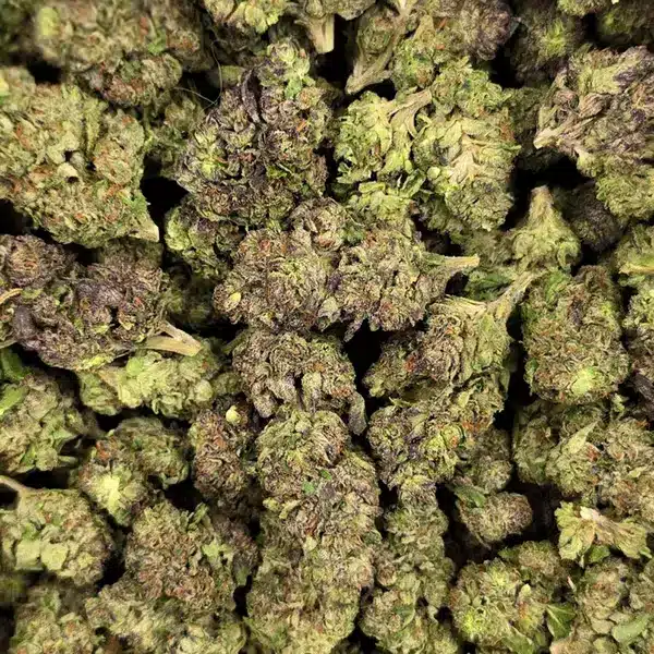 Pile of Cement Shoes THCA Flower buds with frosty trichomes and green-purple hues.