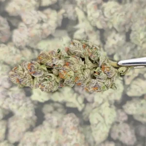 Chernobyl THCA Flower close-up with light green buds and frosty trichomes.