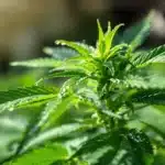 Close-up of cannabis plant leaves with water droplets, emphasizing healthy foliage.