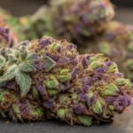 Close-up of purple cannabis buds showing vibrant green and purple colors, covered in frosty trichomes.