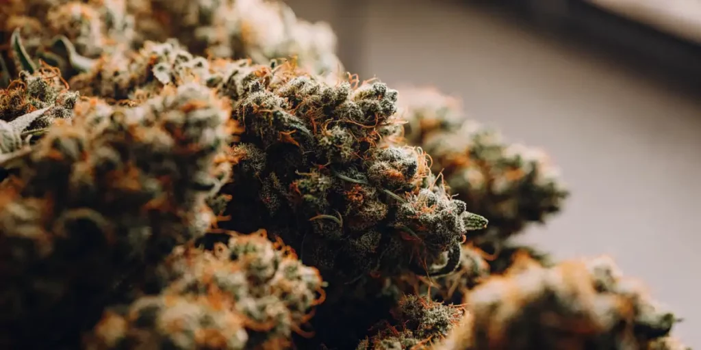 Close-up of cannabis buds showcasing vibrant orange pistils and frosty trichomes.