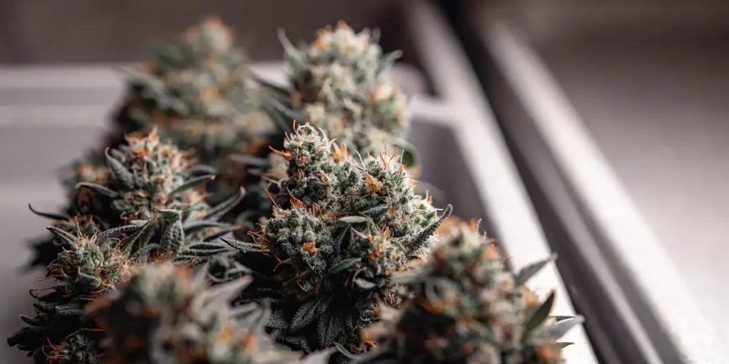 Cannabis buds with frosty trichomes and vibrant orange pistils, freshly harvested.