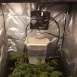 DIY humidifier setup for grow tent with small fan, plastic container, and wicking material to boost cannabis plant growth.